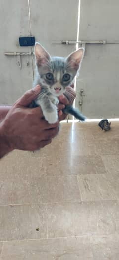 Kittens  for sale Rs. 100