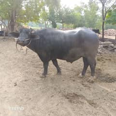 bull.
