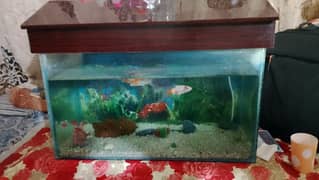 Available aquarium fish