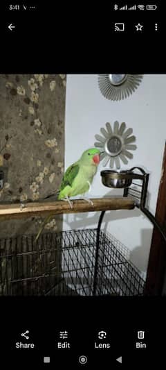 Alexandrine Parakeet -Pahari Parrot