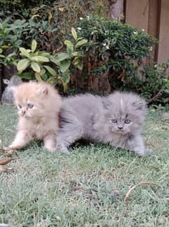 punch face kittens