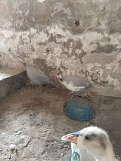 guinea fowl for sale breeder pair ha 03211789692
