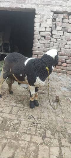 for sale
