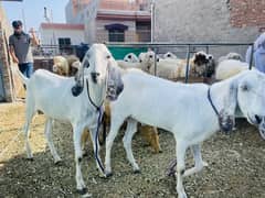 Bakry and chatray
