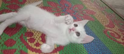 white kitten