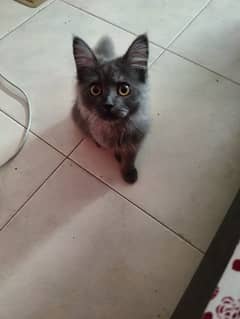persian kitten 4 months old