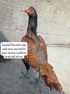 Aseel Thai Hen