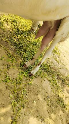 gote for saal
