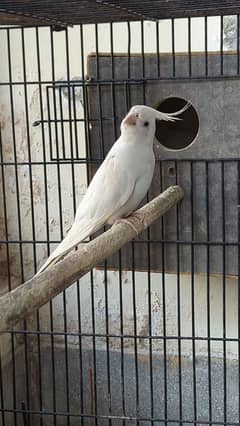 cockateil pair for sale age 8-9 months