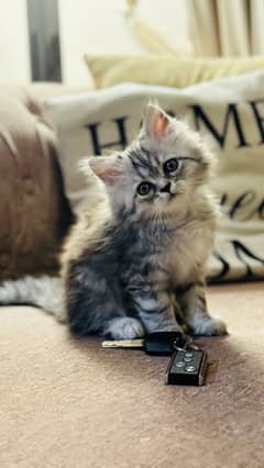 Kittens