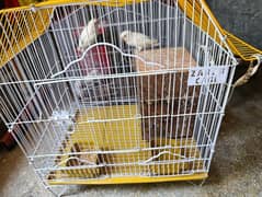 love bird red eye with cage