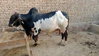 cow for Eid-UL-Adha