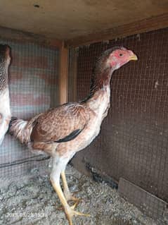 Aseel Females