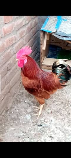 Desi Murgha for sale
