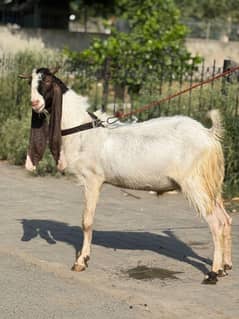 bakra
