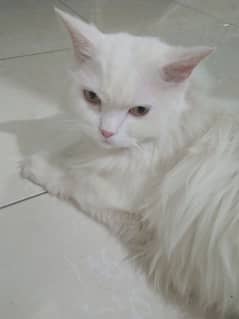 persian