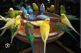 astrallian parrot
