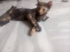 cats for sell