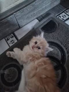 kittens for sale