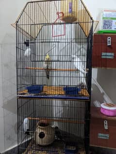 full parrot setup for sell