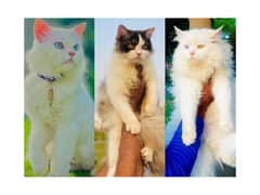 Persian hamalian british punch face piki face cat's and kitten's