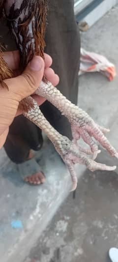 aseel murgi lasani