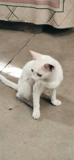cat panke
