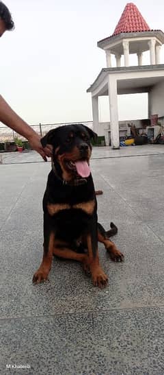 Rottwailer dog Male