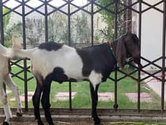 Bakry for sale | khasi | Qurbani goat | Reasonable price | Only 3 left