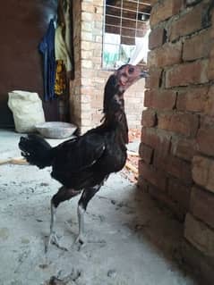 pure aseel pakoyi murgi for sale