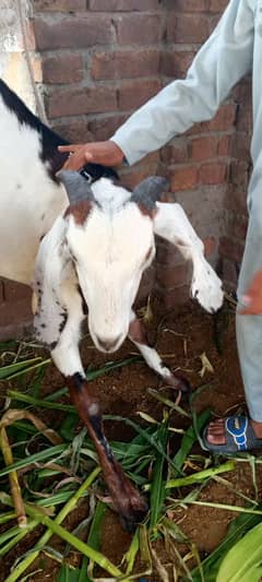 bakra qurbani ka bakra