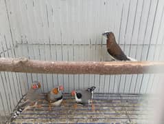 Zebra finches 3 male , banglies finch 1 male for sale