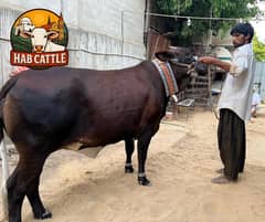 Heaviest Cow available Hab Cattle farm 03323721018
