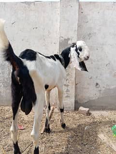 Bakra