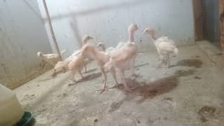 Heeray chicks