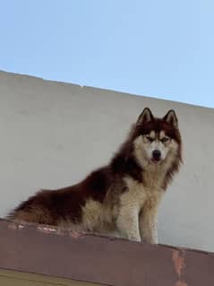 Siberian Husky Male