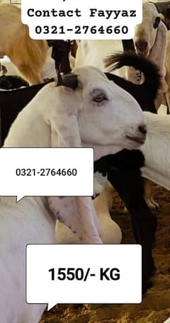Qurbani Bakra / bakra for Sale / Khassi bakra Wazan K Hisab 1550/Kg