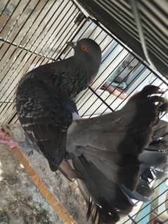 Sherazi fantail one of a kind