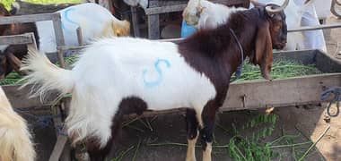 Qurbani Ka bakra