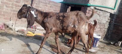 pure Desi breed Ghar k play howay . . mandi ki bemari say pak. . pure desi
