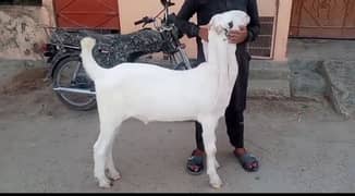 Gulabi