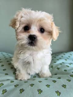 terrier poodle puppy available active play full and healthy puppy