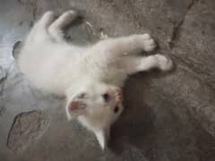 0306f492947g3