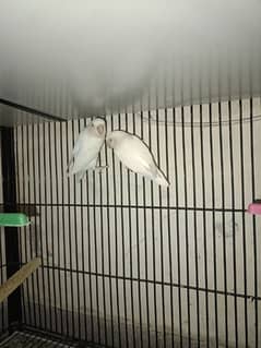 Albino