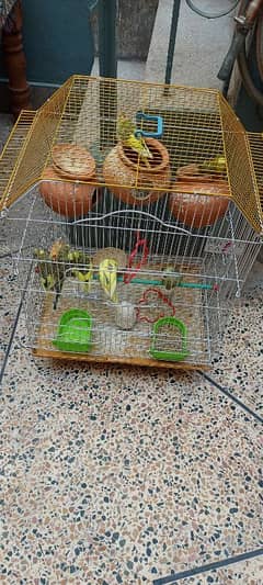 Australian parrot 2 pair and 5 child