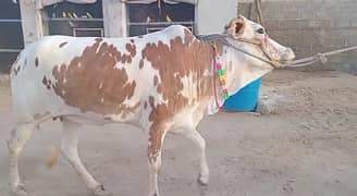 Bachri 2 danth