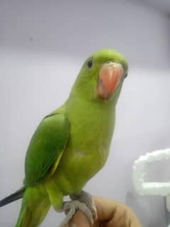 ringneck baby start talking learning per hai
