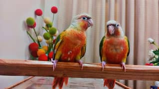 Extreme Red pineapple Conure parrot