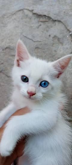 Kitten