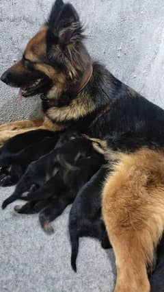 black colors